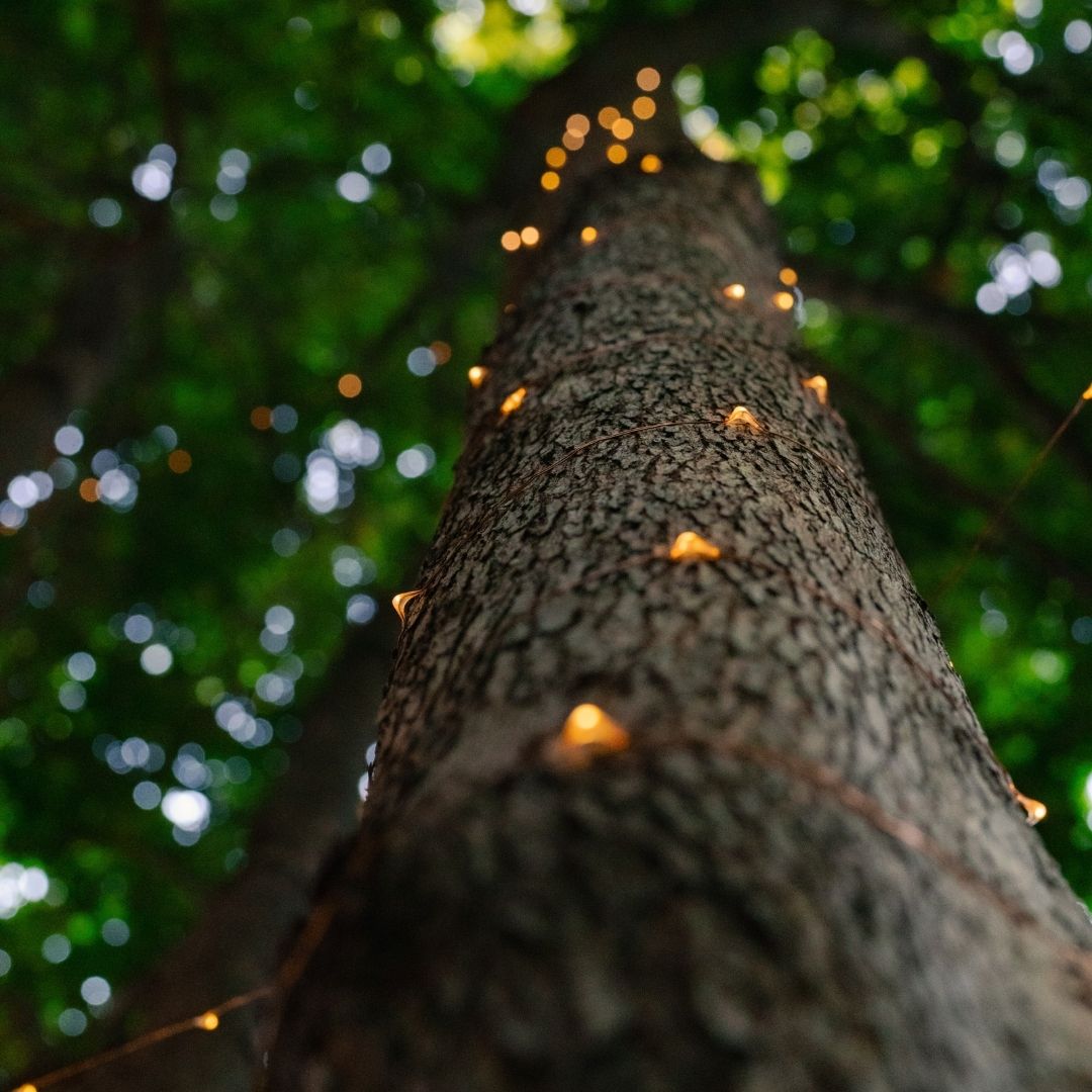 Litehouse Solar Outdoor LED Fairy Lights - Copper Wire - Litehouse